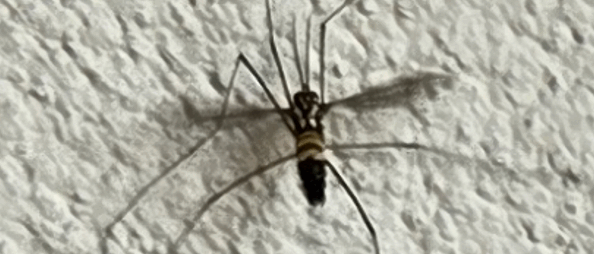 mosquito-2