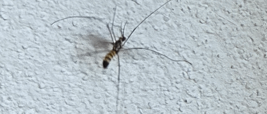 mosquito